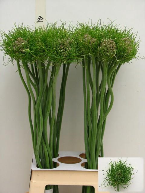 <h4>ALLIUM CATWEAZLE</h4>