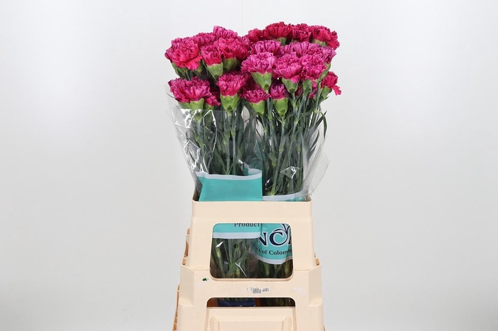 <h4>Di St Cherry Jubilee</h4>