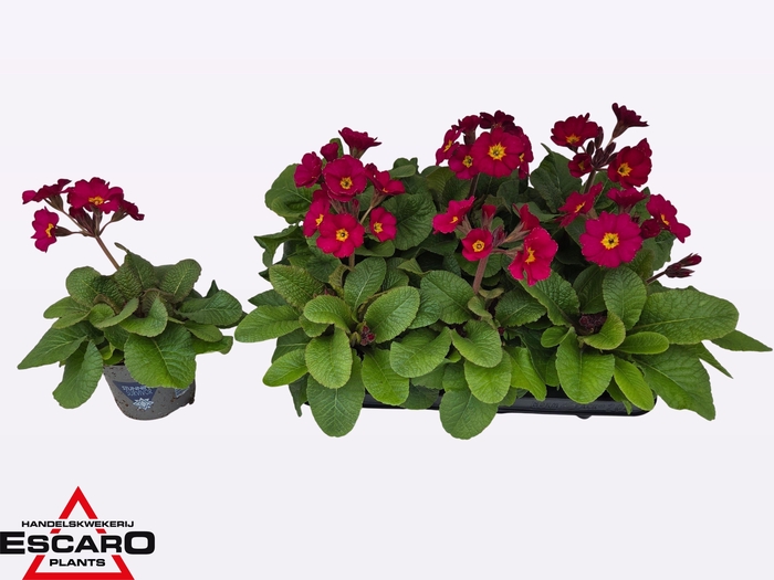 <h4>PRIM EL ST ROSE</h4>