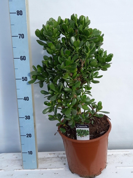 <h4>CRASS OVERIG</h4>