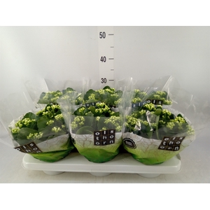 Kalanchoe blos. 'Calandiva Whites'
