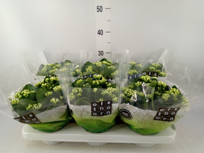 <h4>Kalanchoe blos. 'Calandiva Whites'</h4>