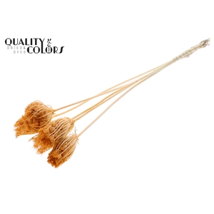 Ammi Majus 4-6cm 5pc/bunch Bleached Salmon