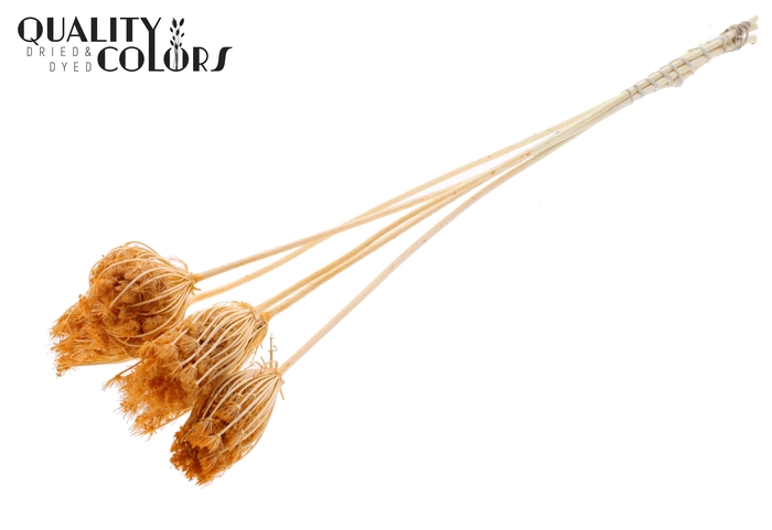 <h4>Ammi Majus 4-6cm 5pc/bunch Bleached Salmon</h4>