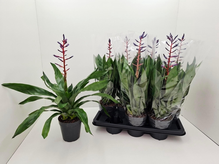 <h4>AECH BLUE RAIN</h4>