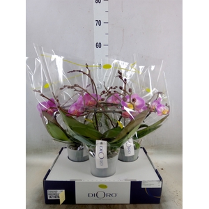 Phalaenopsis   ...rose