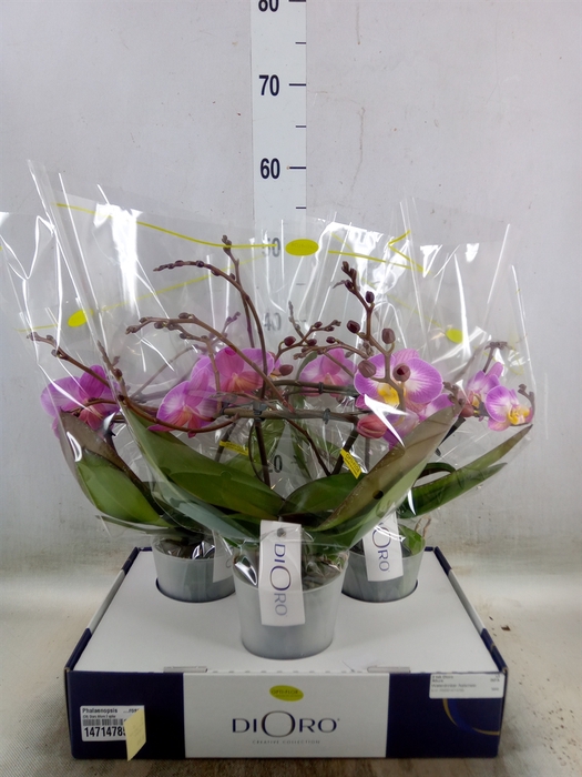 <h4>Phalaenopsis   ...rose</h4>