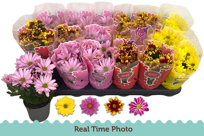 <h4>CHRYS GEM 4 KL</h4>