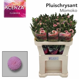 CHR G MOMOKO ANGEBOT