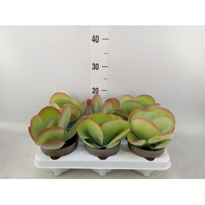 Kalanchoe NF thyrsiflora
