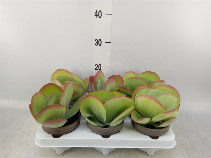 <h4>Kalanchoe NF thyrsiflora</h4>