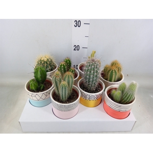 Cactus   ...