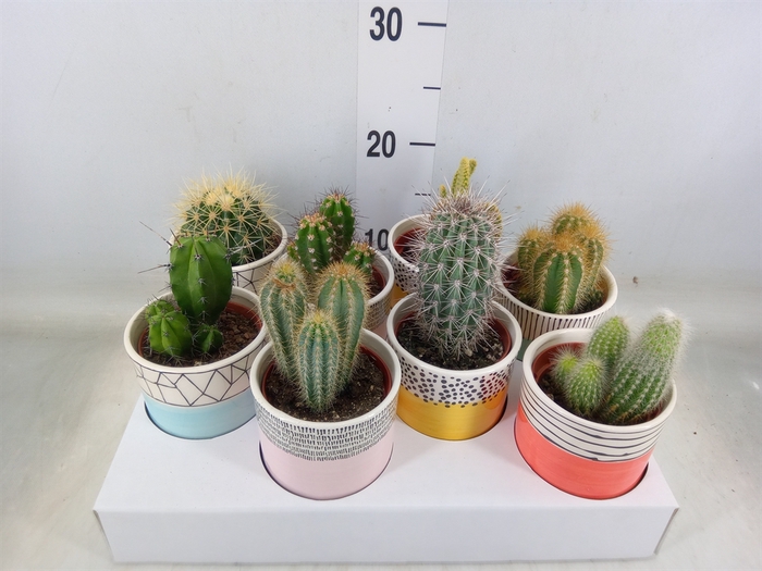 <h4>Cactus   ...</h4>