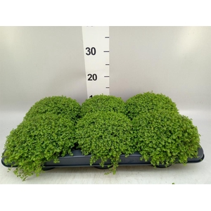 Soleirolia soleirolii   ...green