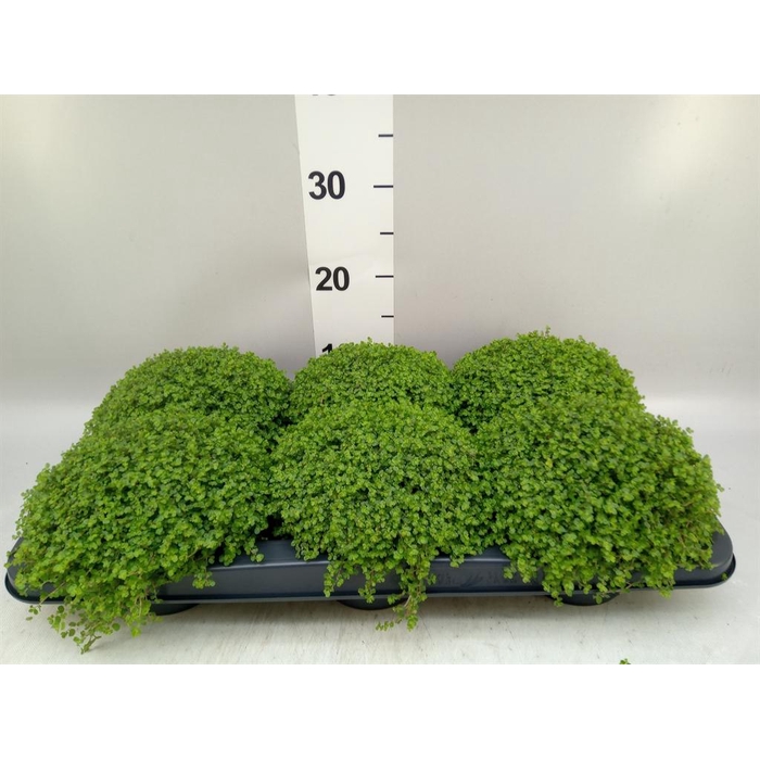 <h4>Soleirolia soleirolii   ...green</h4>