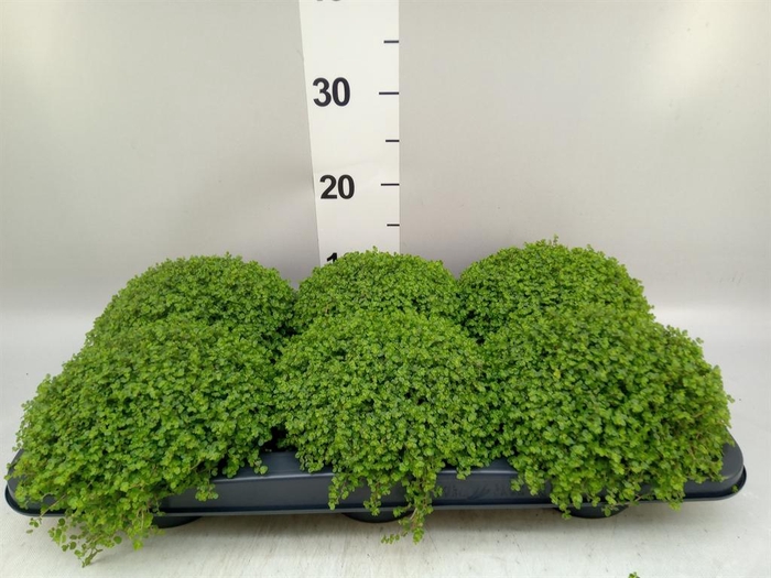 <h4>Soleirolia soleirolii   ...green</h4>