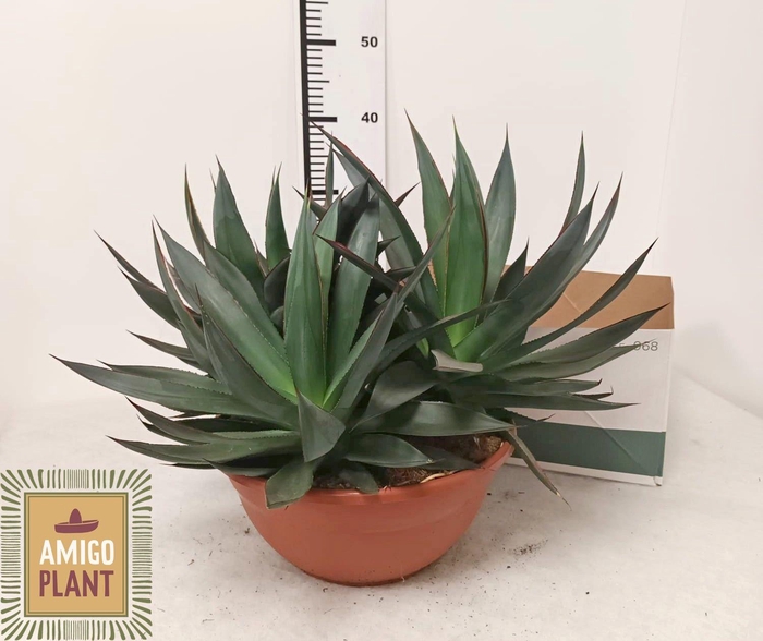 <h4>AGAV SHAKA ZULU</h4>