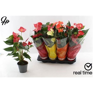 Anthurium Andreanum Grp gemengd 4 kleuren