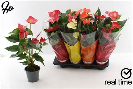 <h4>Anthurium Andreanum Grp gemengd 4 kleuren</h4>