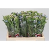 Oxypetalum Tweedia Blue