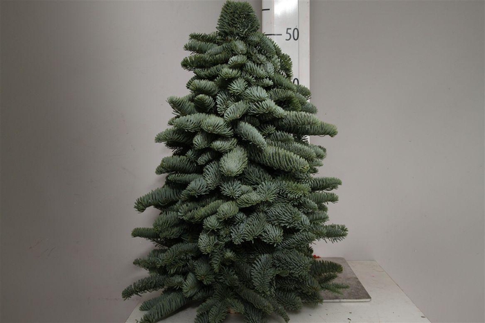 <h4>Kerstboom Nobilis 50</h4>