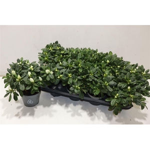 arr8 Rhodo Si Ov White