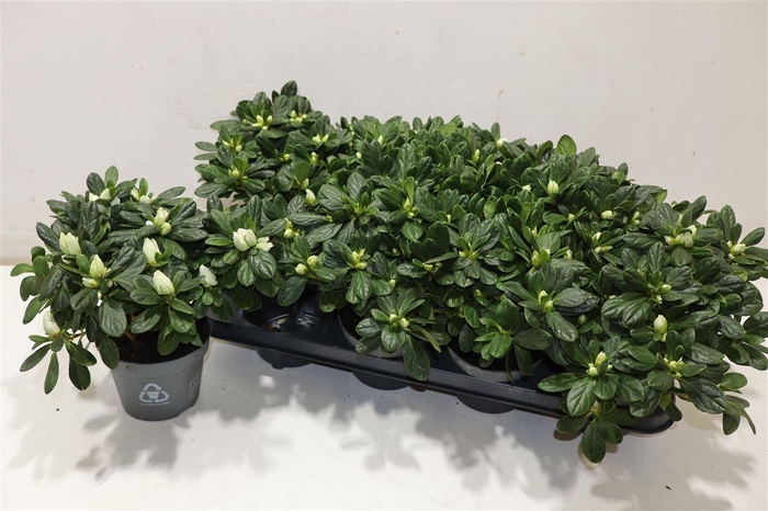 <h4>Rhodo Si Ov White</h4>