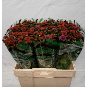 CHR S AAA DORIA CHER