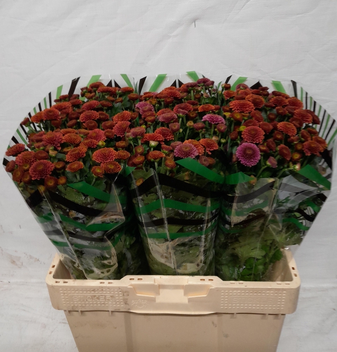 <h4>CHR S AAA DORIA CHER</h4>