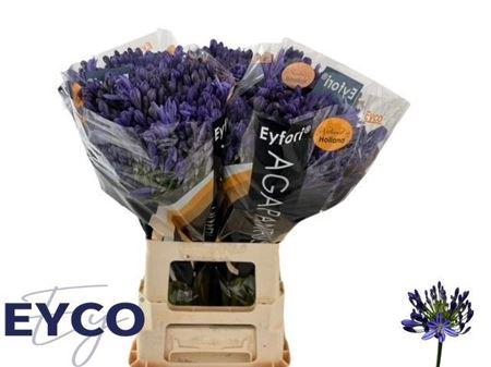 <h4>Agap Eyfori Blue</h4>