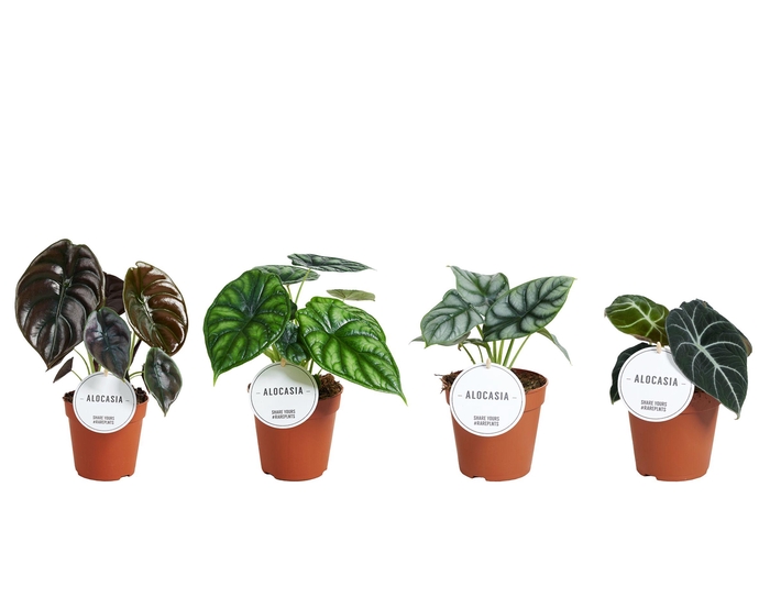 <h4>Alocasia Mix</h4>