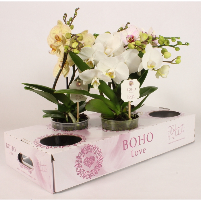 <h4>Phal Boho Love Rodin 12Ø 45cm 2st 15fl</h4>