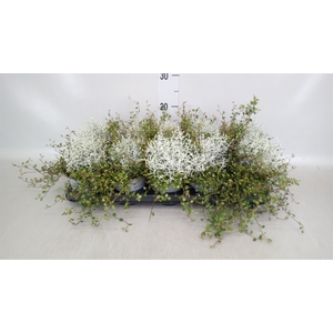 Leucophyta     [Calocephalus]