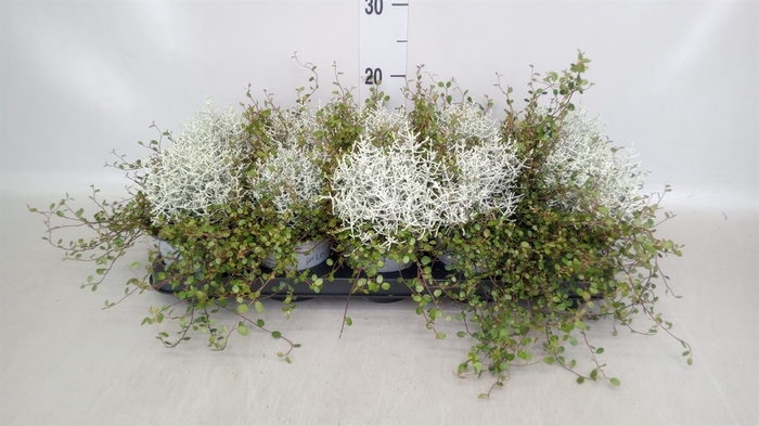 <h4>Leucophyta     [Calocephalus]</h4>