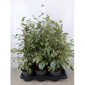 Ficus benja. 'Twilight'