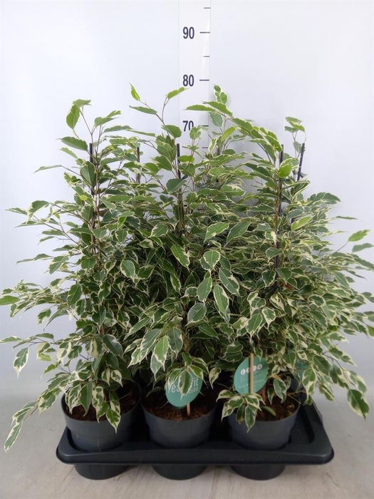 <h4>Ficus benja. 'Twilight'</h4>