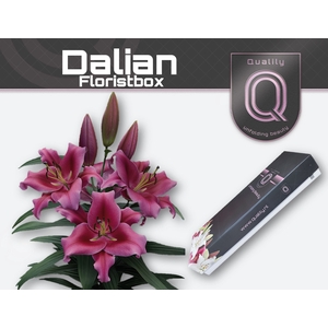 LI OT DALIAN FLORISTBOX 4+