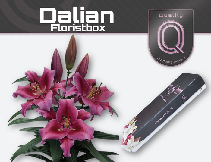 <h4>LI OT DALIAN FLORISTBOX 4+</h4>