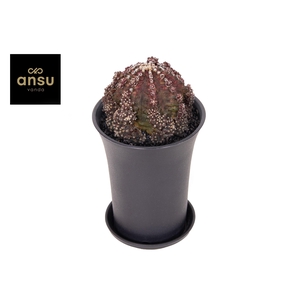 Gymno Cactus Godji T-Rex XL
