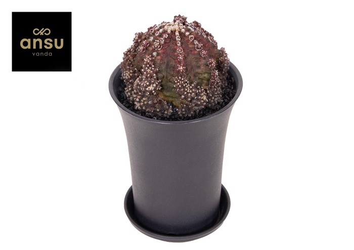 <h4>Gymno Cactus Godji T-Rex XL</h4>