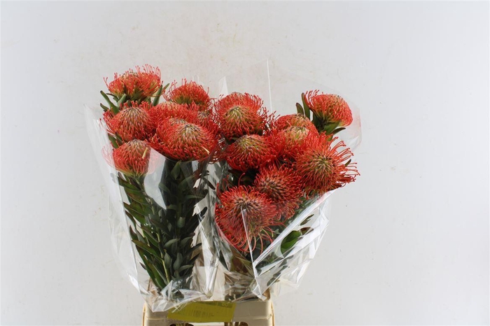 <h4>Leuco Co Succession</h4>