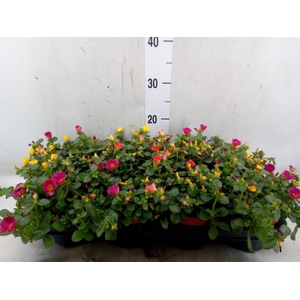 Portulaca   ...mix in pot