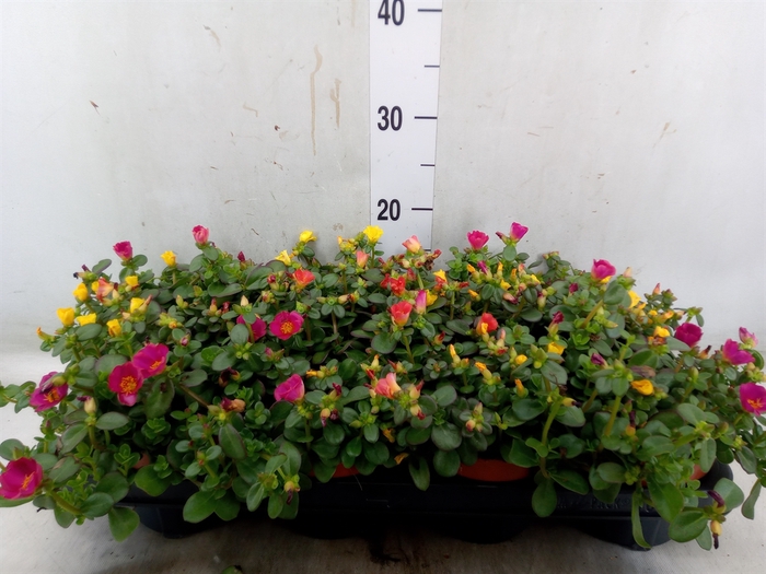 <h4>Portulaca   ...mix in pot</h4>