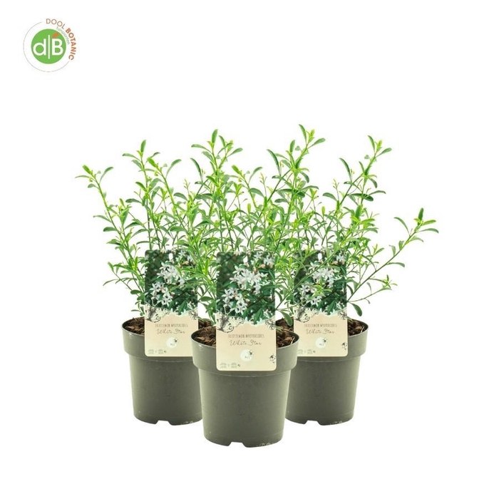 <h4>Eriostemon 'White Star'</h4>