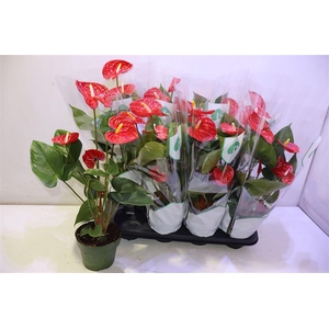 arr8 Anthu An Madural