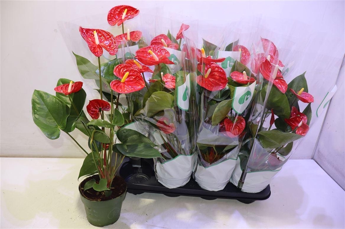 <h4>arr8 Anthu An Madural</h4>