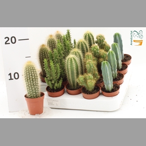 CACTUS GEM