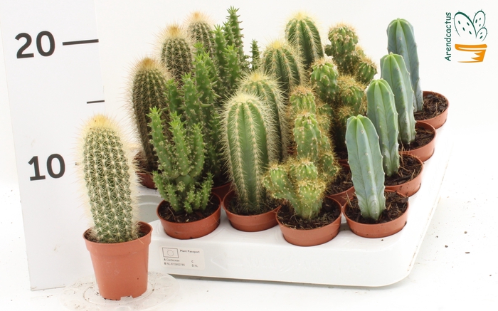 <h4>CACTUS GEM</h4>