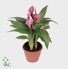 Zantedeschia pink in P&PURE Rosy ceramics
