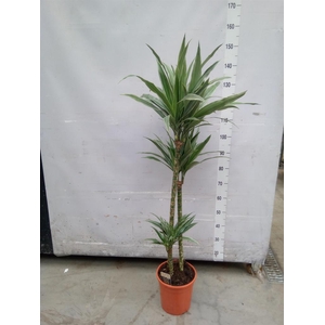 Dracaena fr de 'Warneckei'